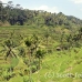 rice_ubud_h_0051_bal0866.jpg